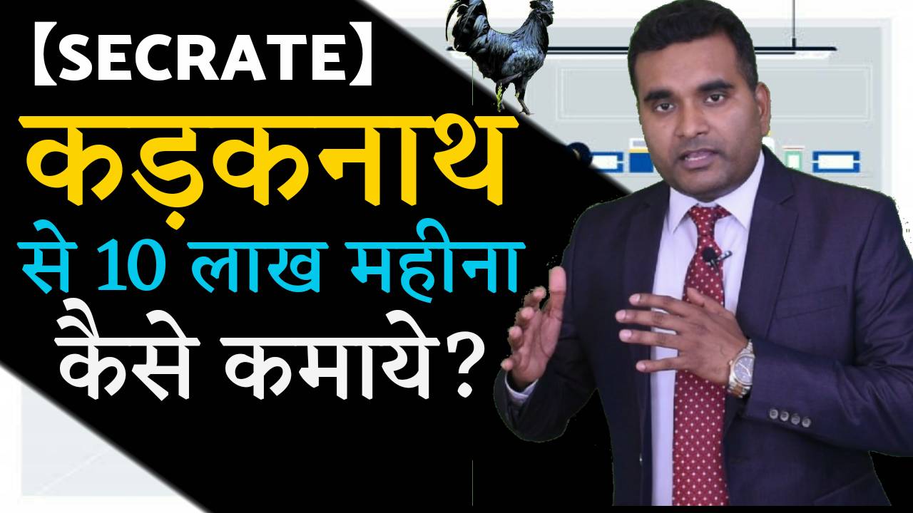 बिज़नेस : कैसे शुरू करें कड़कनाथ मुर्गी पालन का व्यवसाय ?